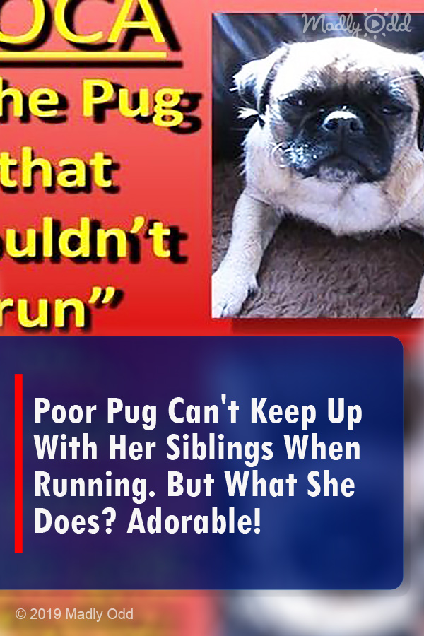 Poor Pug Can\'t Keep Up With Her Siblings When Running. But What She Does? Adorable!