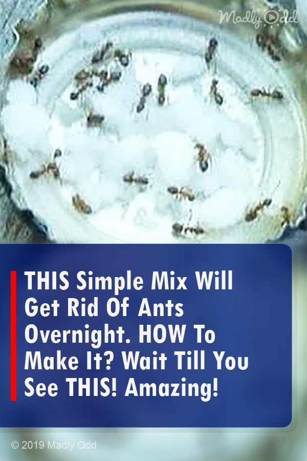 THIS Simple Mix Will Get Rid Of Ants Overnight. HOW To Make It? Wait Till You See THIS! Amazing!