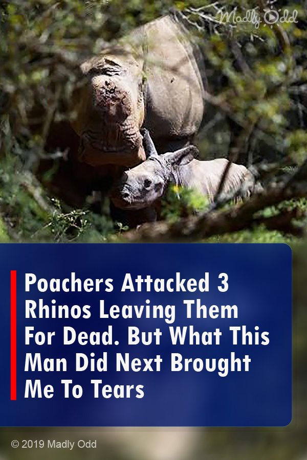 Poachers Attacked 3 Rhinos Leaving Them For Dead. But What This Man Did Next Brought Me To Tears