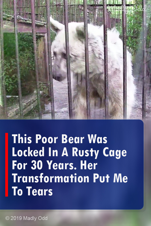 This Poor Bear Was Locked In A Rusty Cage For 30 Years. Her Transformation Put Me To Tears