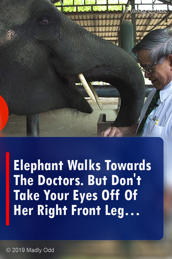 Elephant Walks Towards The Doctors. But Don\'t Take Your Eyes Off Of Her Right Front Leg…