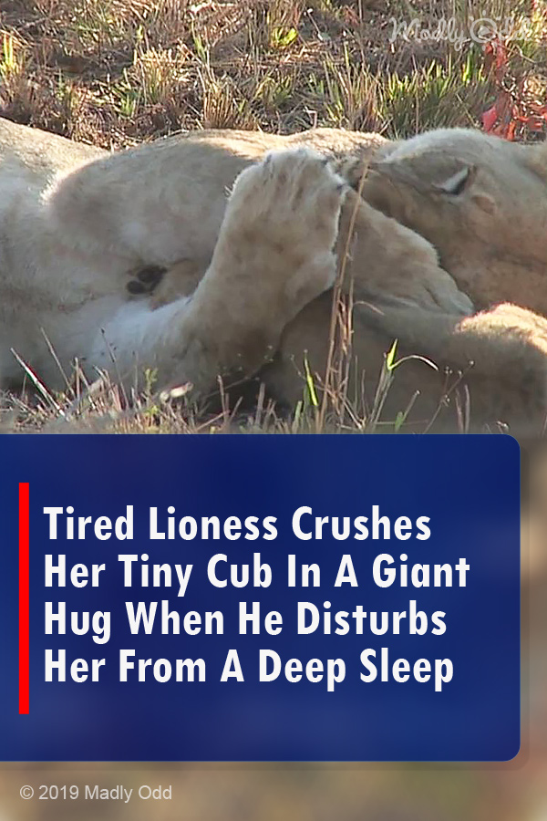 Tired Lioness Crushes Her Tiny Cub In A Giant Hug When He Disturbs Her From A Deep Sleep
