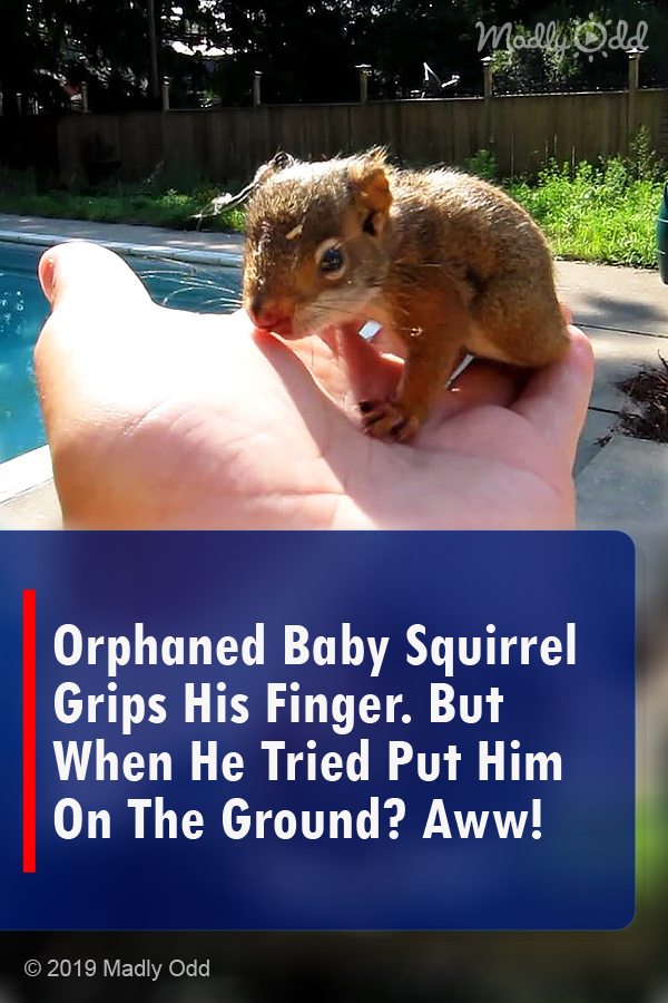 Orphaned Baby Squirrel Grips His Finger. But When He Tried Put Him On The Ground? Aww!