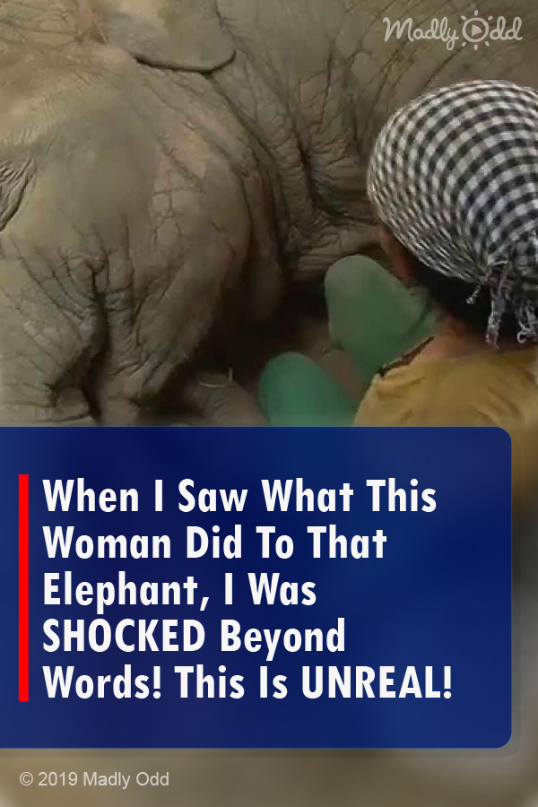 When I Saw What This Woman Did To That Elephant, I Was SHOCKED Beyond Words! This Is UNREAL!