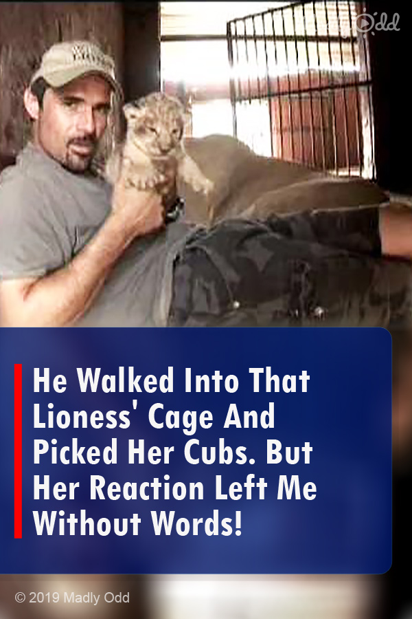 He Walked Into That Lioness\' Cage And Picked Her Cubs. But Her Reaction Left Me Without Words!