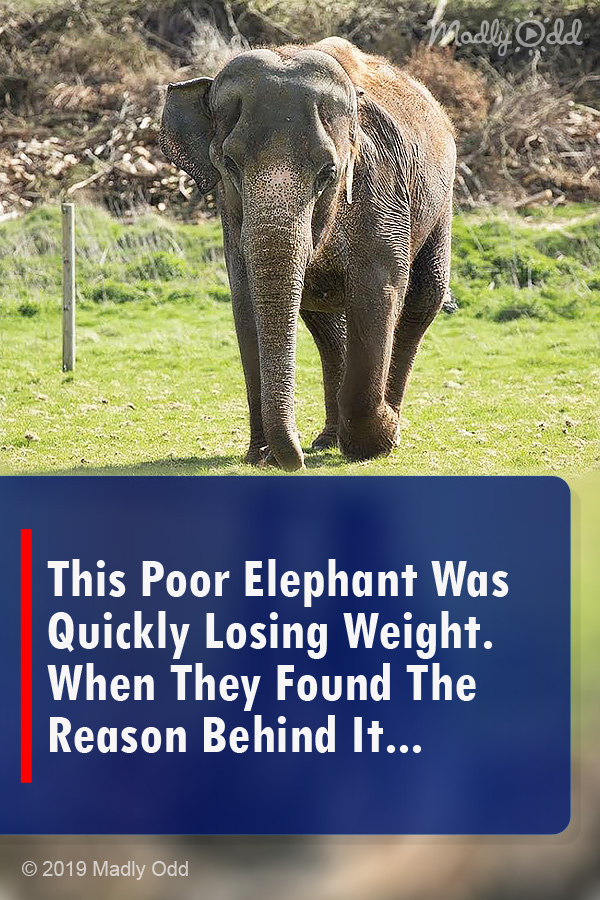 This Poor Elephant Was Quickly Losing Weight. When They Found The Reason Behind It...