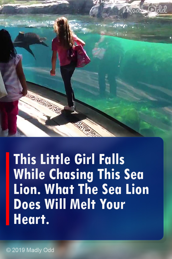 This Little Girl Falls While Chasing This Sea Lion. What The Sea Lion Does Will Melt Your Heart.