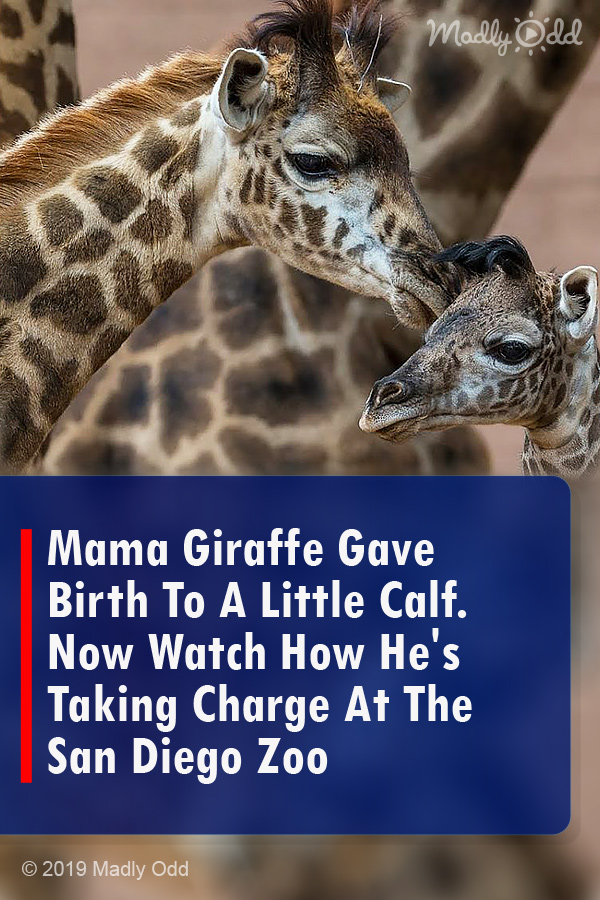 Mama Giraffe Gave Birth To A Little Calf. Now Watch How He\'s Taking Charge At The San Diego Zoo