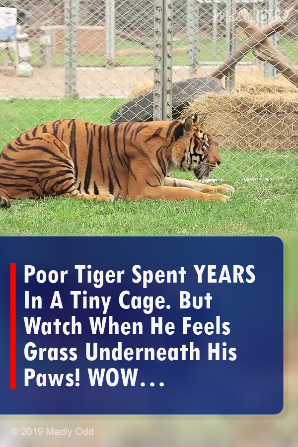 Poor Tiger Spent YEARS In A Tiny Cage. But Watch When He Feels Grass Underneath His Paws! WOW…