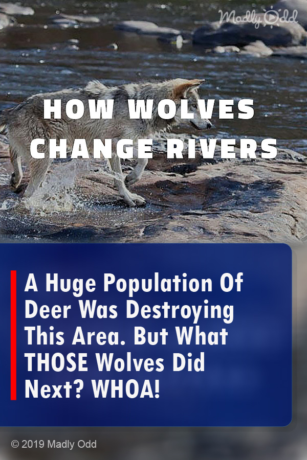A Huge Population Of Deer Was Destroying This Area. But What THOSE Wolves Did Next? WHOA!
