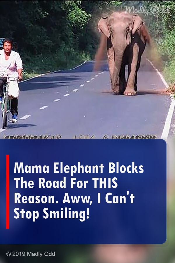 Mama Elephant Blocks The Road For THIS Reason. Aww, I Can\'t Stop Smiling!