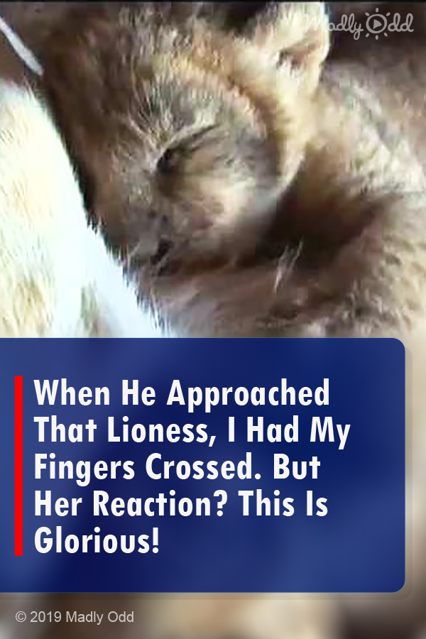 When He Approached That Lioness, I Had My Fingers Crossed. But Her Reaction? This Is Glorious!