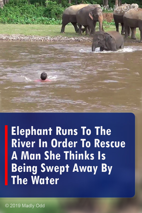 Elephant Runs To The River In Order To Rescue A Man She Thinks Is Being Swept Away By The Water