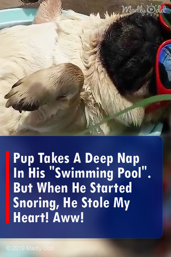 Pup Takes A Deep Nap In His \