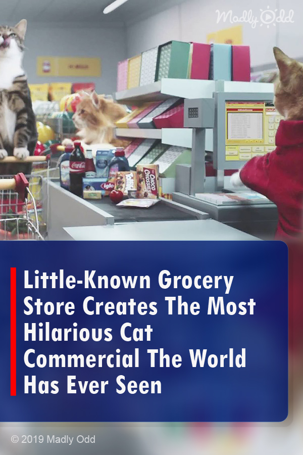 Little-Known Grocery Store Creates The Most Hilarious Cat Commercial The World Has Ever Seen