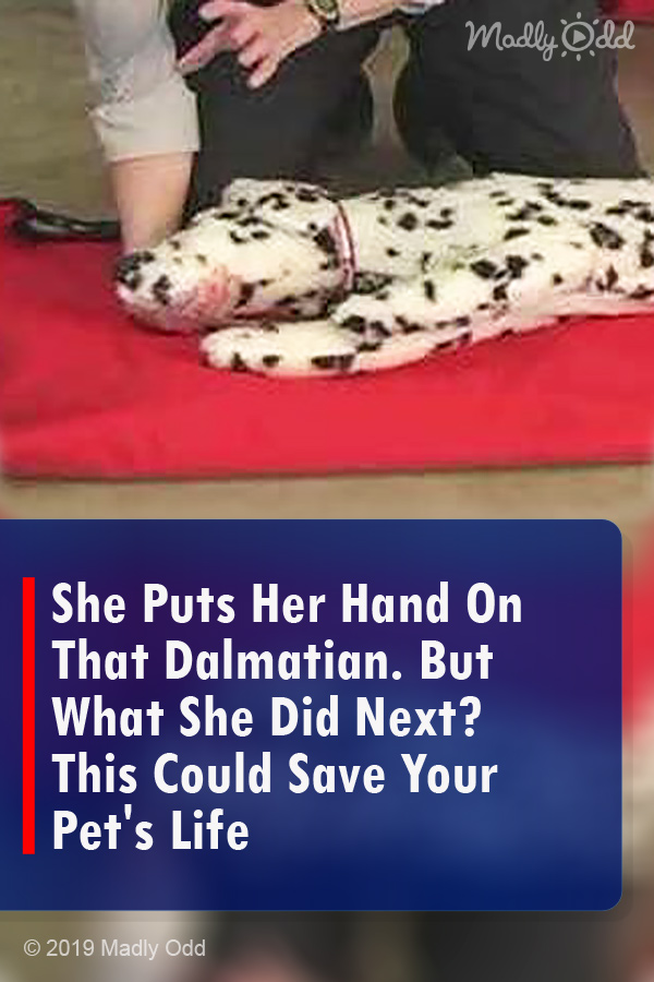 She Puts Her Hand On That Dalmatian. But What She Did Next? This Could Save Your Pet\'s Life