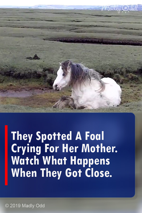 They Spotted A Foal Crying For Her Mother. Watch What Happens When They Got Close.