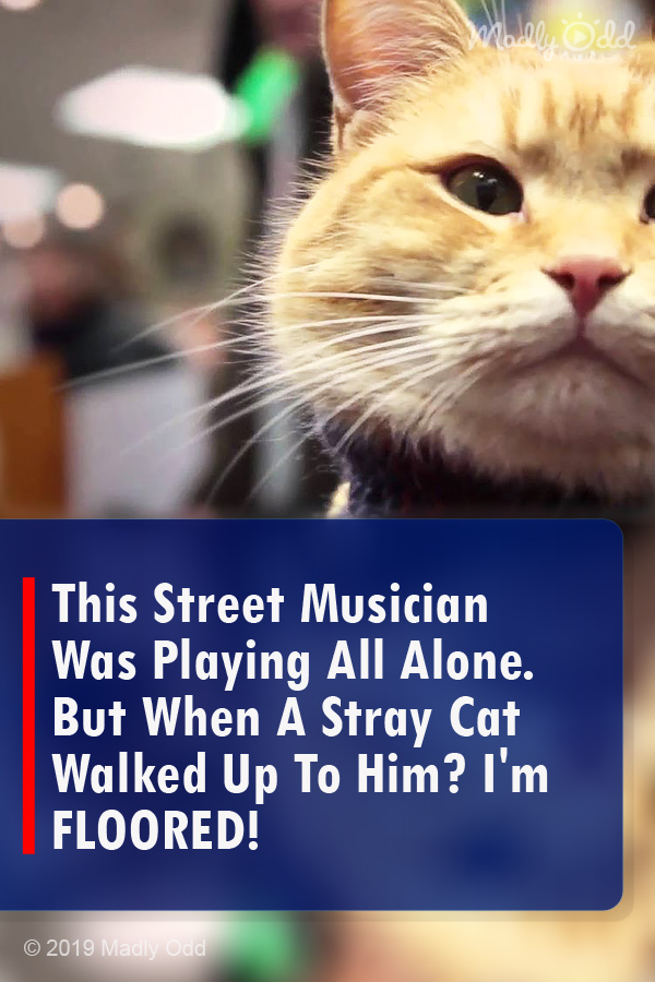 This Street Musician Was Playing All Alone. But When A Stray Cat Walked Up To Him? I\'m FLOORED!