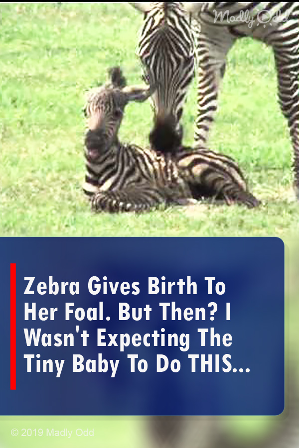 Zebra Gives Birth To Her Foal. But Then? I Wasn\'t Expecting The Tiny Baby To Do THIS...