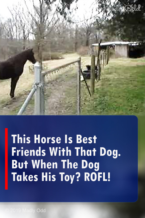 This Horse Is Best Friends With That Dog. But When The Dog Takes His Toy? ROFL!