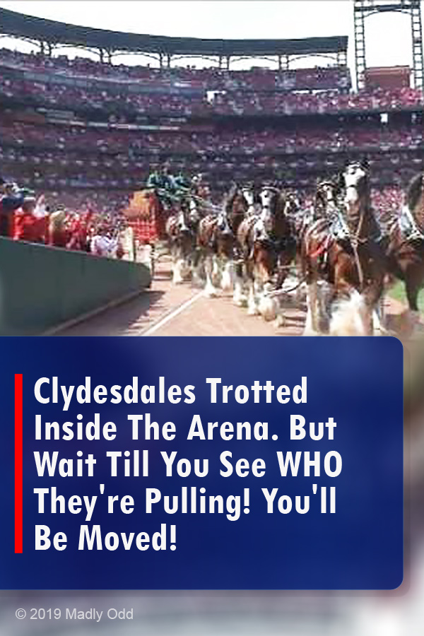 Clydesdales Trotted Inside The Arena. But Wait Till You See WHO They\'re Pulling! You\'ll Be Moved!