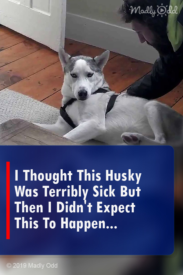 I Thought This Husky Was Terribly Sick But Then I Didn\'t Expect This To Happen...