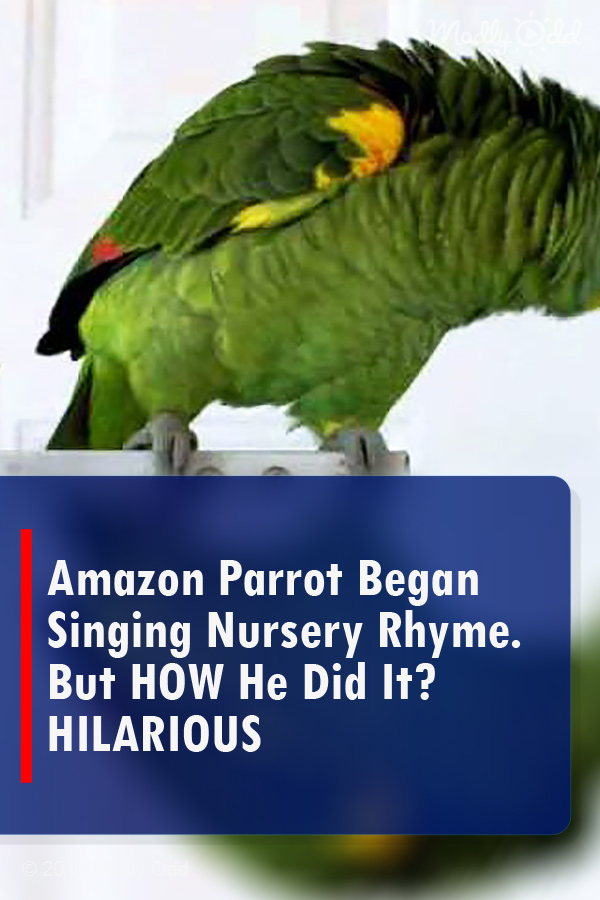 Amazon Parrot Began Singing Nursery Rhyme. But HOW He Did It? HILARIOUS