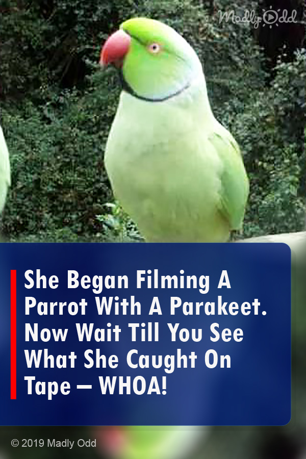 She Began Filming A Parrot With A Parakeet. Now Wait Till You See What She Caught On Tape – WHOA!