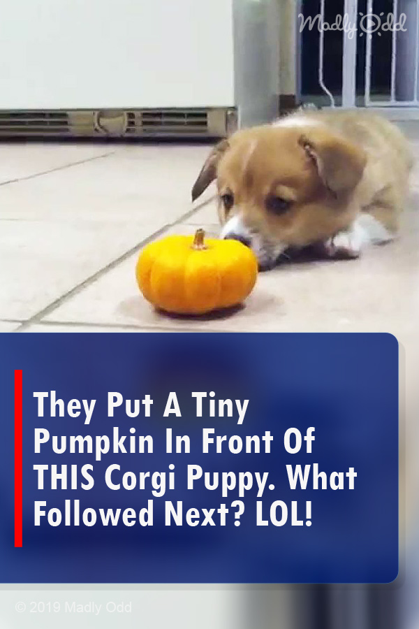 They Put A Tiny Pumpkin In Front Of THIS Corgi Puppy. What Followed Next? LOL!