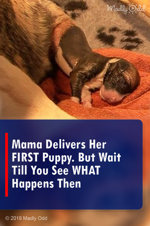 Mama Delivers Her FIRST Puppy. But Wait Till You See WHAT Happens Then