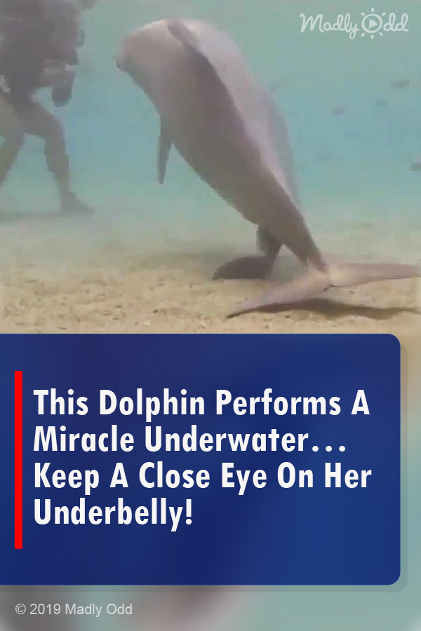 This Dolphin Performs A Miracle Underwater… Keep A Close Eye On Her Underbelly!