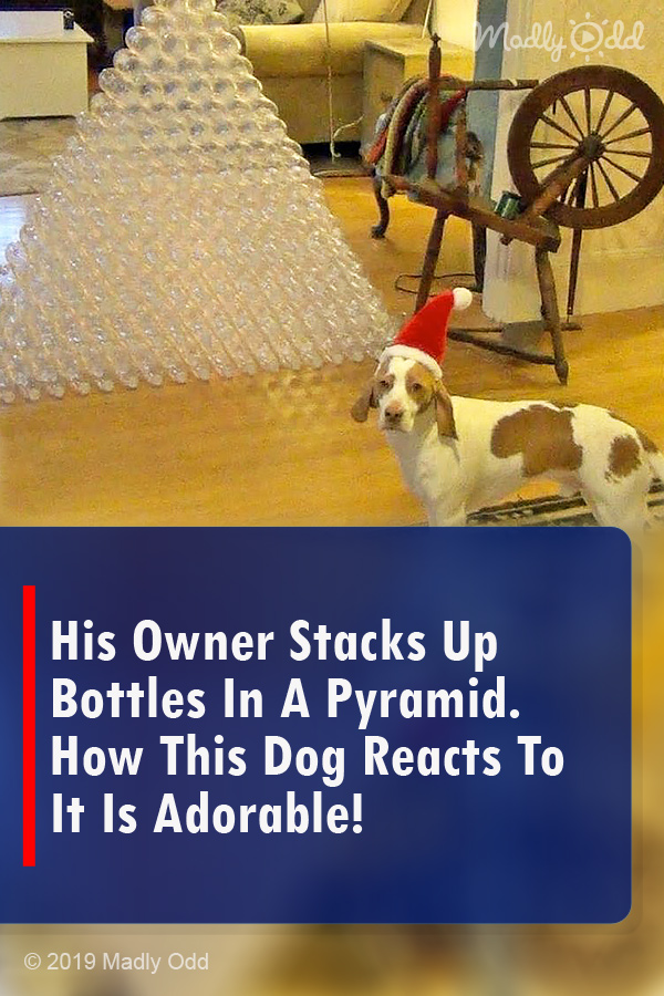 His Owner Stacks Up Bottles In A Pyramid. How This Dog Reacts To It Is Adorable!