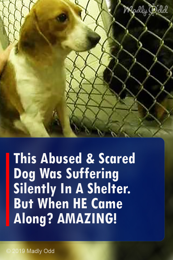This Abused & Scared Dog Was Suffering Silently In A Shelter. But When HE Came Along? AMAZING!