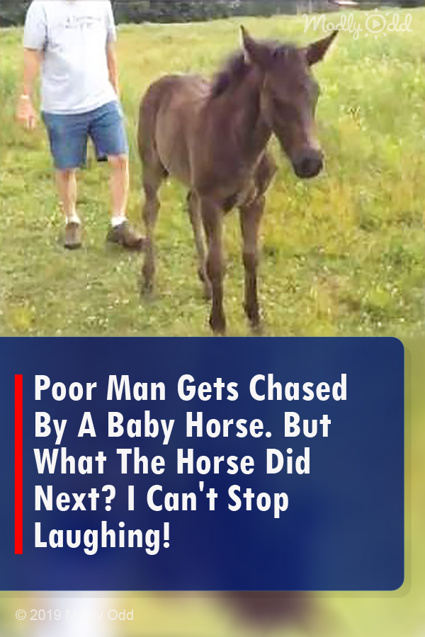 Poor Man Gets Chased By A Baby Horse. But What The Horse Did Next? I Can\'t Stop Laughing!