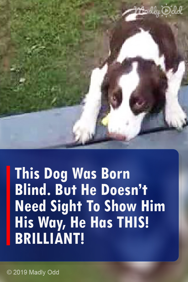 This Dog Was Born Blind. But He Doesn’t Need Sight To Show Him His Way, He Has THIS! BRILLIANT!