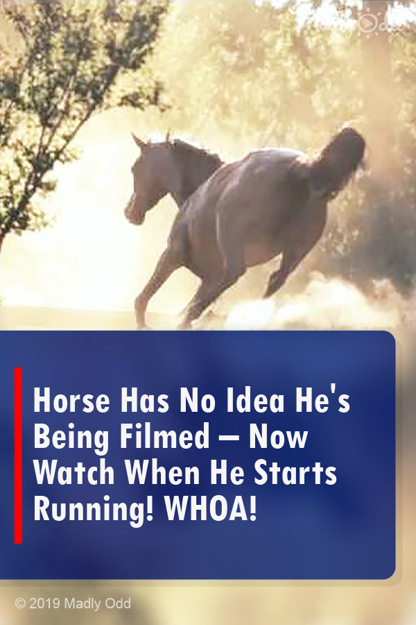 Horse Has No Idea He\'s Being Filmed – Now Watch When He Starts Running! WHOA!