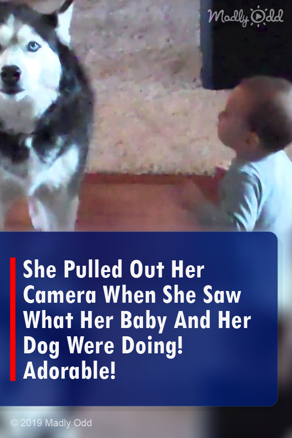 She Pulled Out Her Camera When She Saw What Her Baby And Her Dog Were Doing! Adorable!