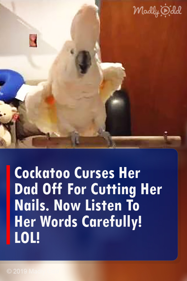 Cockatoo Curses Her Dad Off For Cutting Her Nails. Now Listen To Her Words Carefully! LOL!