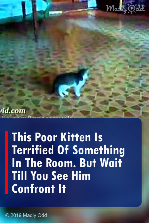 This Poor Kitten Is Terrified Of Something In The Room. But Wait Till You See Him Confront It