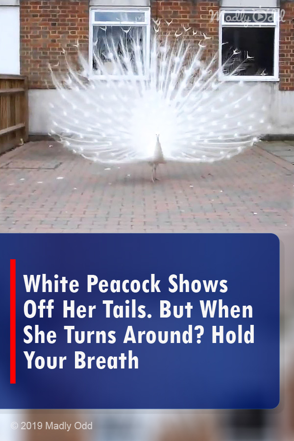 White Peacock Shows Off Her Tails. But When She Turns Around? Hold Your Breath