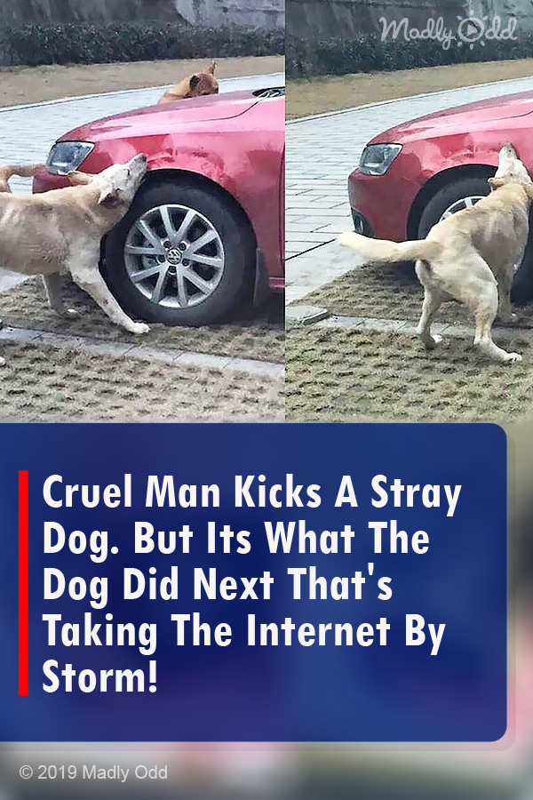 Cruel Man Kicks A Stray Dog. But Its What The Dog Did Next That\'s Taking The Internet By Storm!