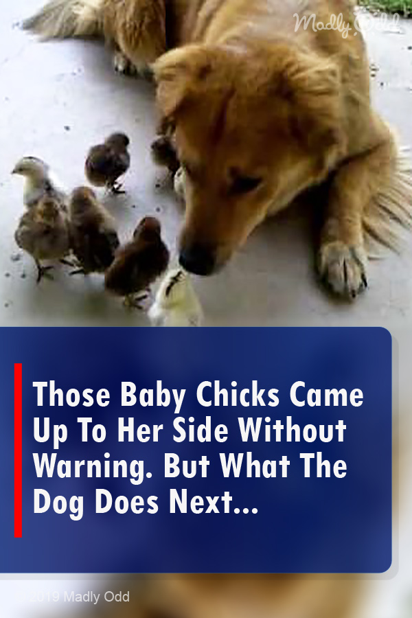 Those Baby Chicks Came Up To Her Side Without Warning. But What The Dog Does Next...