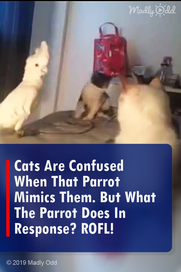 Cats Are Confused When That Parrot Mimics Them. But What The Parrot Does In Response? ROFL!