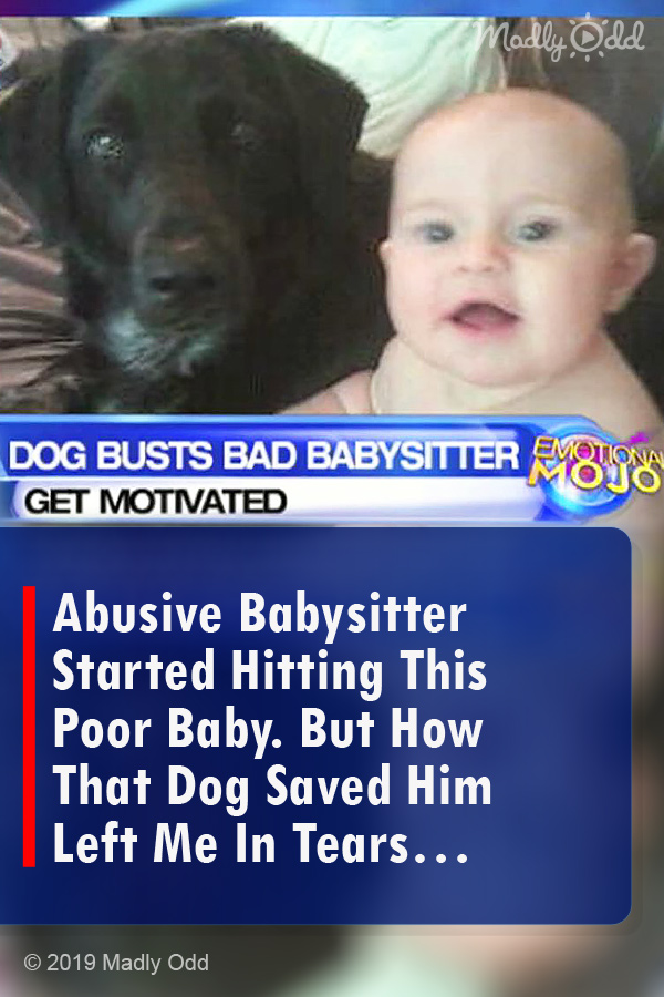 Abusive Babysitter Started Hitting This Poor Baby. But How That Dog Saved Him Left Me In Tears…