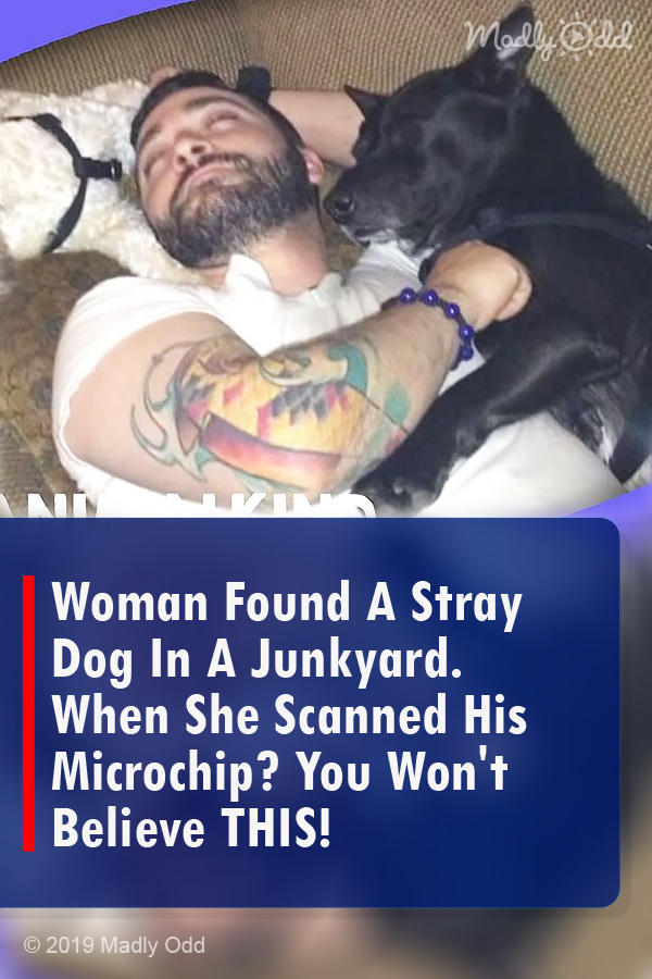 Woman Found A Stray Dog In A Junkyard. When She Scanned His Microchip? You Won\'t Believe THIS!