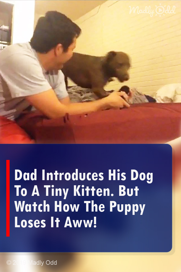 Dad Introduces His Dog To A Tiny Kitten. But Watch How The Puppy Loses It Aww!