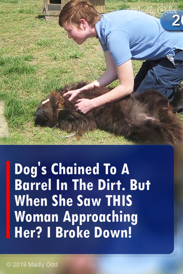 Dog\'s Chained To A Barrel In The Dirt. But When She Saw THIS Woman Approaching Her? I Broke Down!