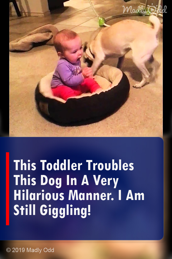 This Toddler Troubles This Dog In A Very Hilarious Manner. I Am Still Giggling!
