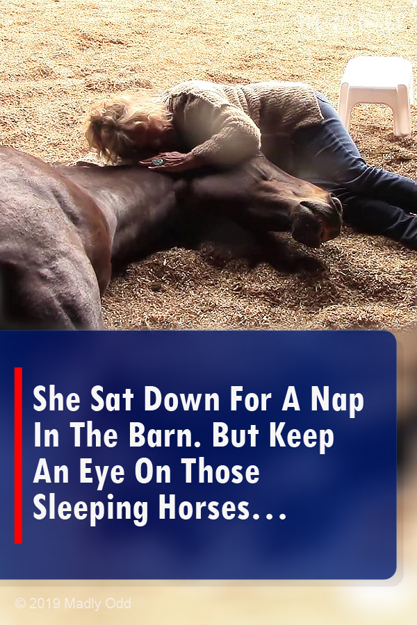 She Sat Down For A Nap In The Barn. But Keep An Eye On Those Sleeping Horses…
