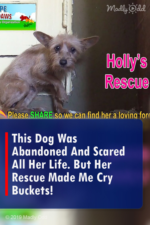 This Dog Was Abandoned And Scared All Her Life. But Her Rescue Made Me Cry Buckets!